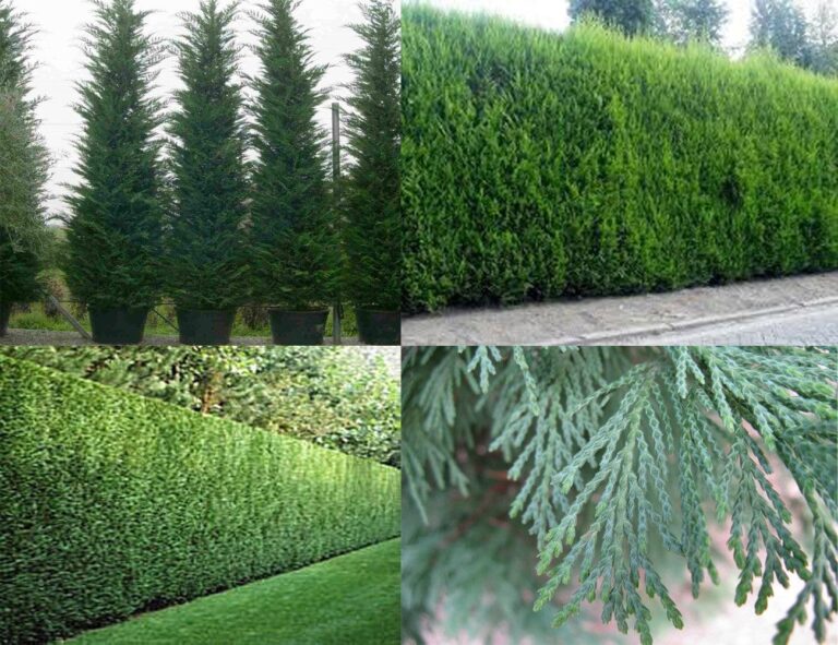 Leylandii pitesti gardin.ro