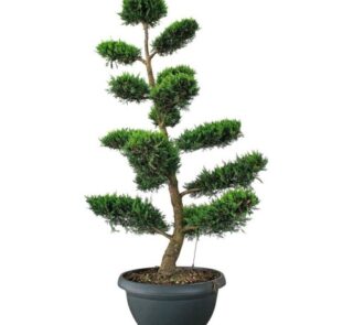 Bonsai pitesti gardin.ro